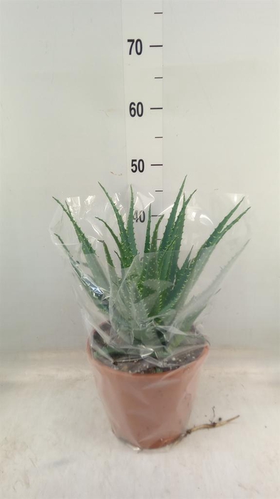 <h4>Aloe arborescens</h4>