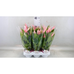 Anthurium andr. 'Lilli'