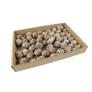 Leucadendron decorum o/dr.wash wit