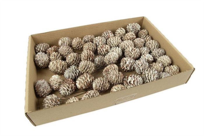 <h4>Leucadendron decorum o/dr.wash wit</h4>