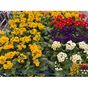 Prim El Stella Mixk 1 Kleur Per Tray