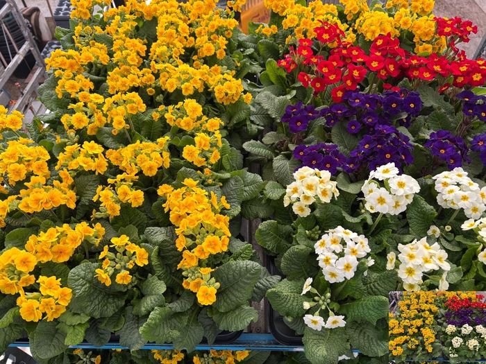 <h4>Prim El Stella Mixk 1 Kleur Per Tray</h4>