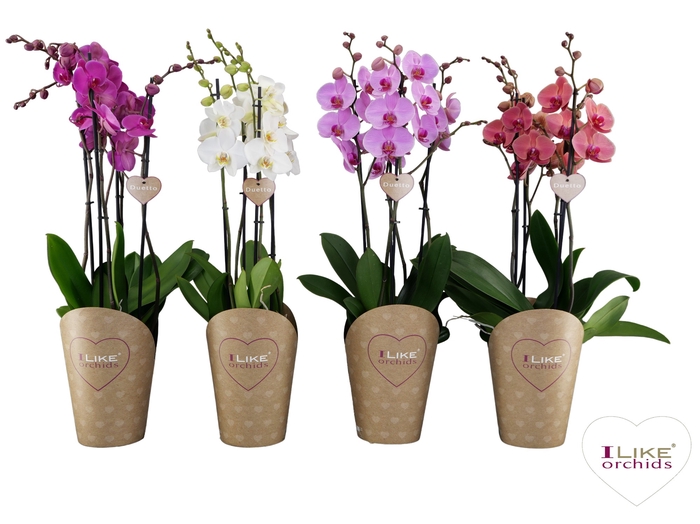 <h4>''Phalaenopsis Duetto mix - 4 tak P17 (Promo W47)</h4>