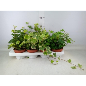 Hedera helix   ...mix 3