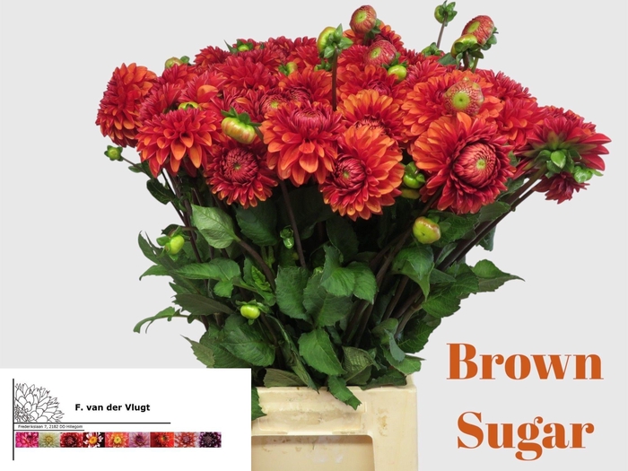 <h4>DAHL BALL BROWN SUGA</h4>