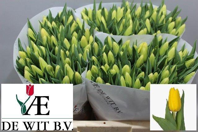 <h4>TU EN BRIGHT SUN</h4>