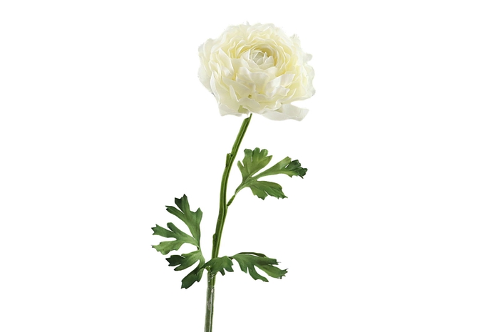 <h4>Ranunculus Cream</h4>