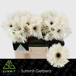 Gerbera Spider Garden Ghost Water