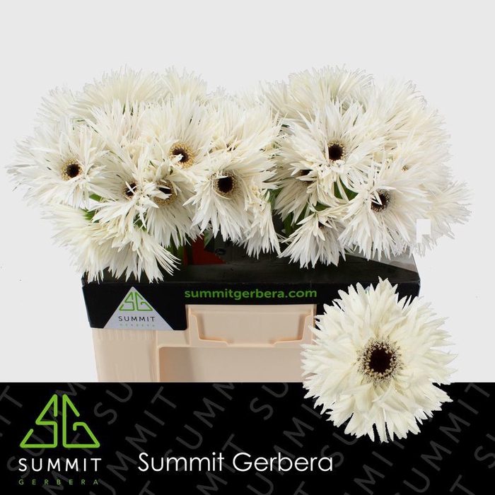 <h4>Gerbera Spider Garden Ghost Water</h4>