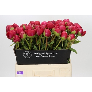 Paeonia Command Performance