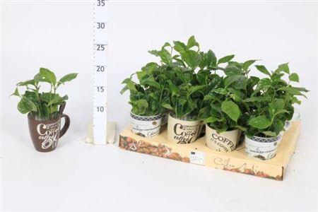 Coffea Arabica In Beker