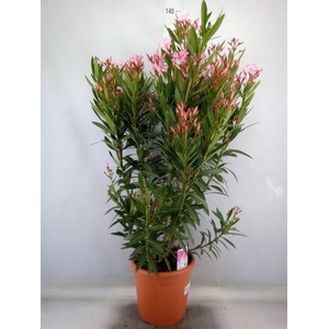 Nerium oleander   ...