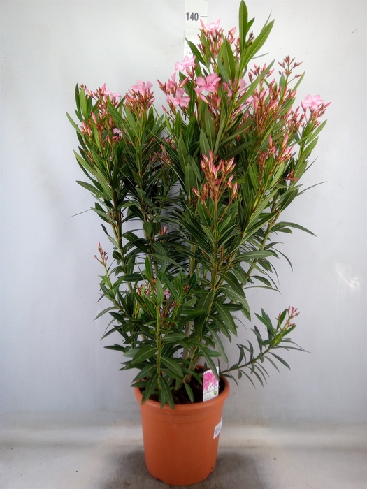 <h4>Nerium oleander   ...</h4>