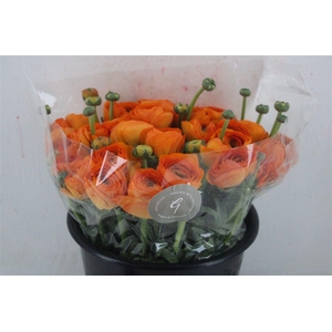 Ran Cloni Sup Lambada