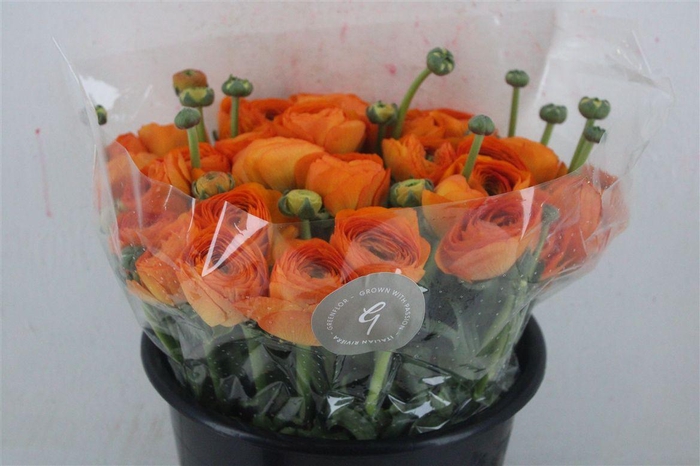 <h4>Ran Cloni Sup Lambada</h4>