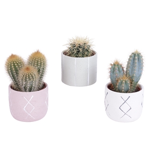 Cactus mix 8,5 cm in tuvalu pot