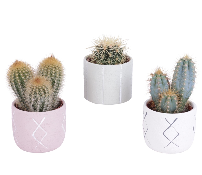<h4>Cactus mix 8,5 cm in tuvalu pot</h4>
