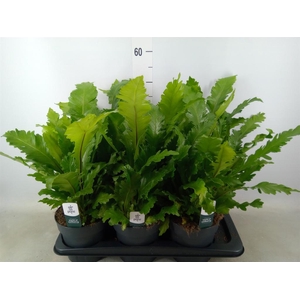 Asplenium nidus 'Campio'