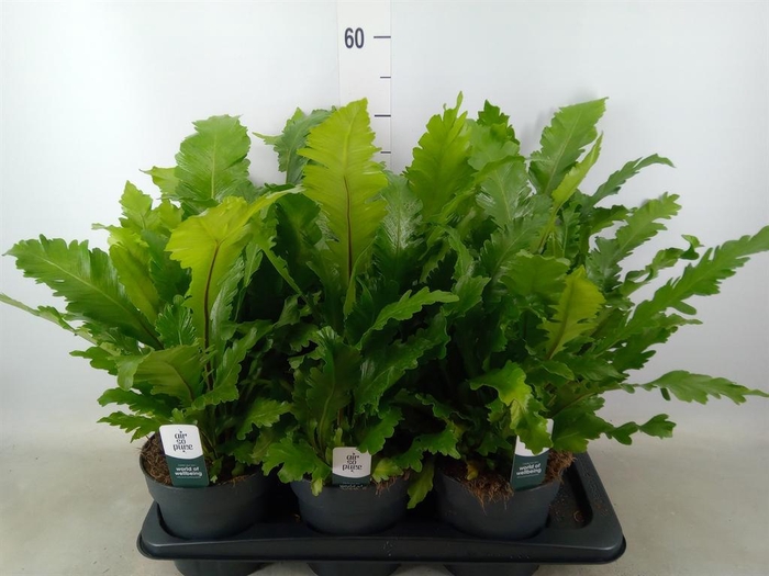 <h4>Asplenium nidus 'Campio'</h4>