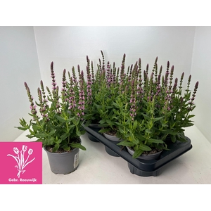 SALVIA NE SE DP ROSE