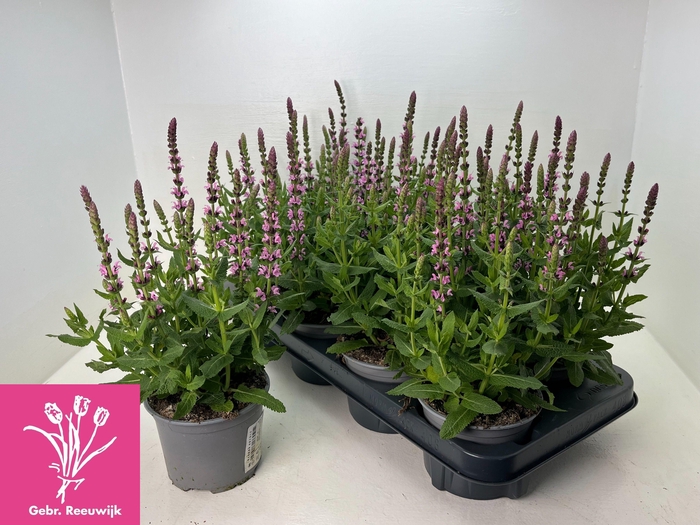 <h4>SALVIA NE SE DP ROSE</h4>