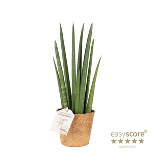 SANSEVIERIA CYLINDRICA P11 ROCKET COCOZ