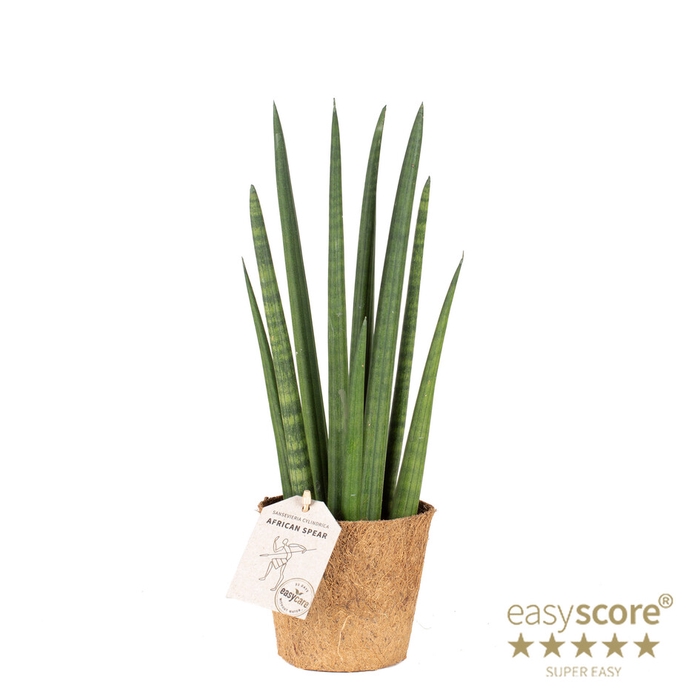 <h4>SANSEVIERIA CYLINDRICA P11 ROCKET COCOZ</h4>