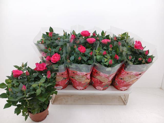 <h4>RO FAV RO PINK</h4>