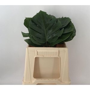 PHILODENDRON I