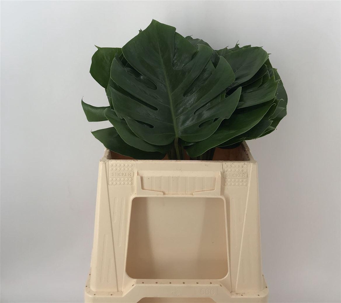 <h4>PHILODENDRON I</h4>