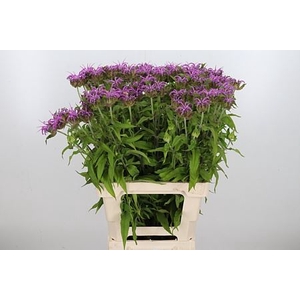 MONARDA PINK SUPREME