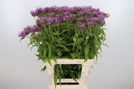 <h4>MONARDA PINK SUPREME</h4>