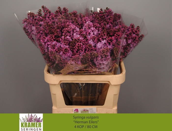 <h4>SYR V HERMAN EILERS</h4>