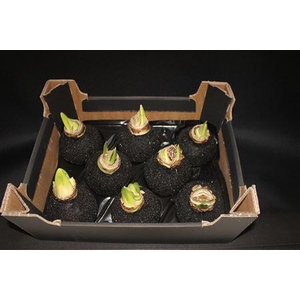 Amaryllis Topline Zwart