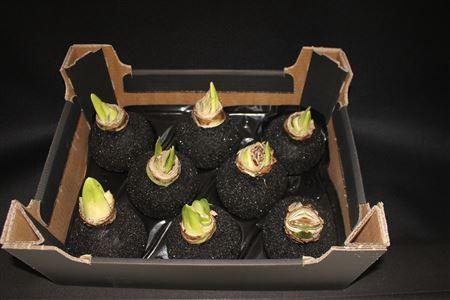 <h4>Amaryllis Topline Zwart</h4>
