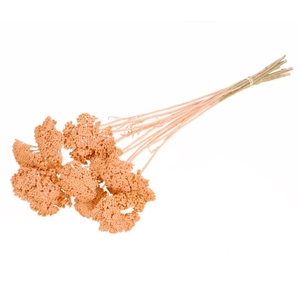 Achillea parker SB coral misty