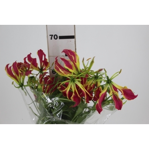 GLORIOSA 060 CM