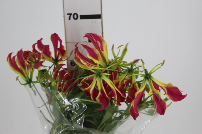 <h4>GLORIOSA 060 CM</h4>
