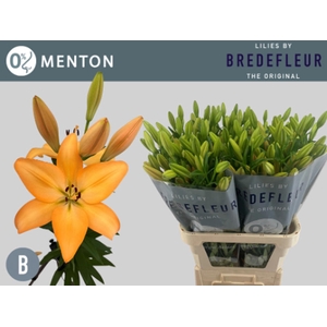 Li La Menton 4+ Bredefleur