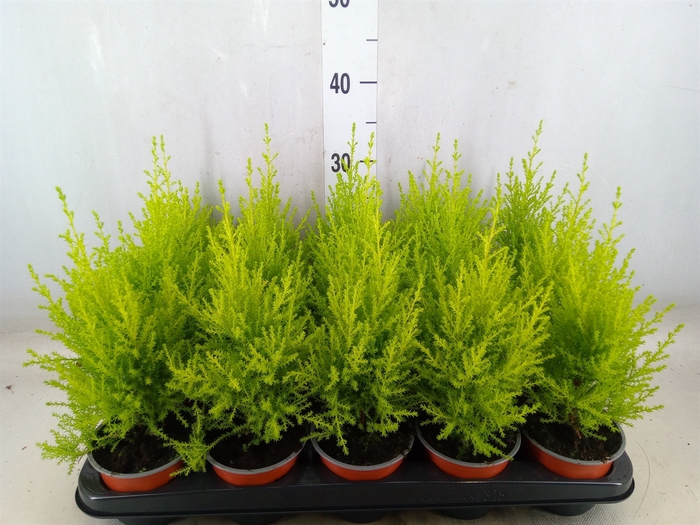 <h4>Cupressus macro. 'Goldcrest Wilma'</h4>