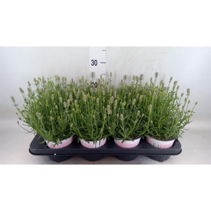Lavandula angus. 'Rosea'