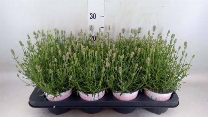 <h4>Lavandula angus. 'Rosea'</h4>