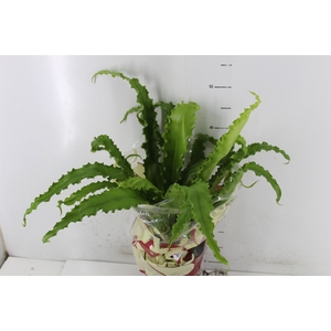 ASPLENIUM VARIADO P17