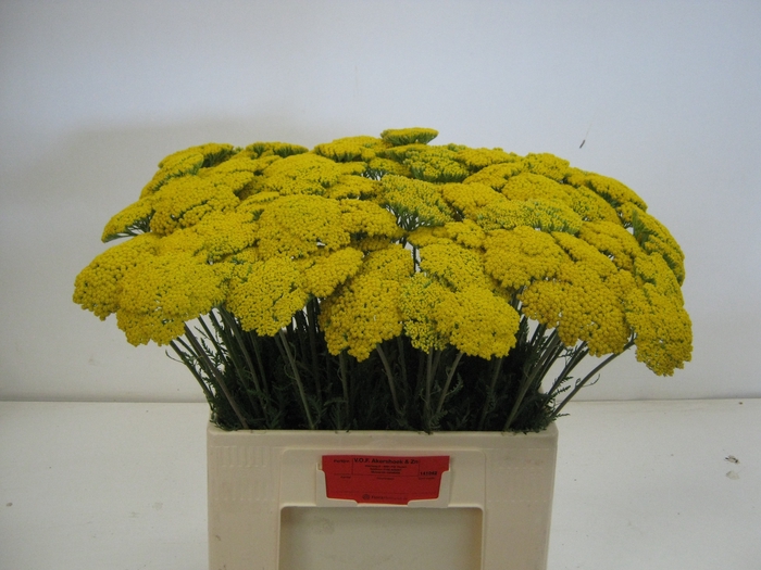 <h4>ACHIL F PARK VARIETY</h4>
