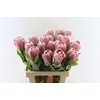 Protea Penny Pink