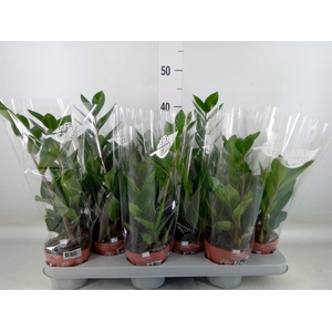 Zamioculcas zamiifolia