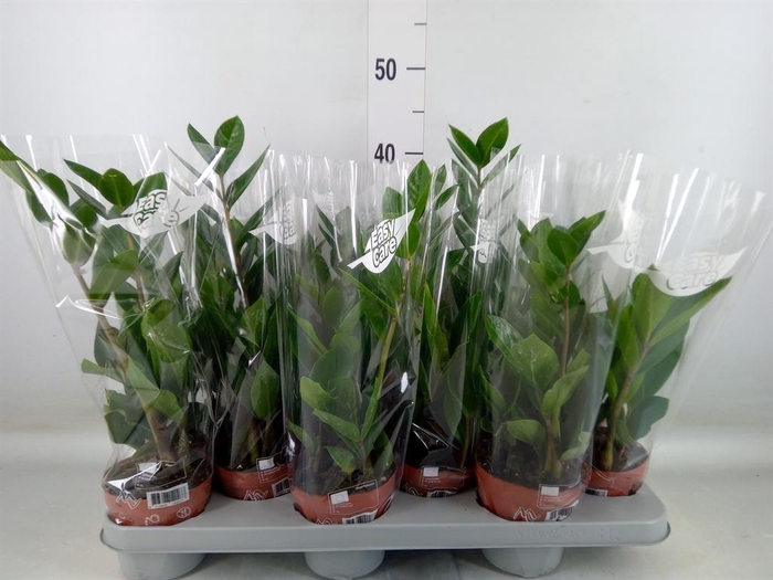 <h4>Zamioculcas zamiifolia</h4>
