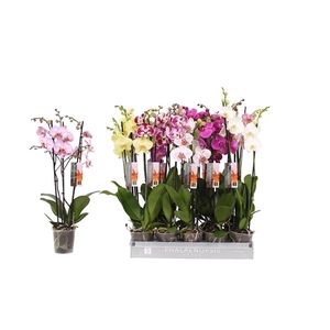 Phalaenopsis 7 color mix, 3-spike 22+