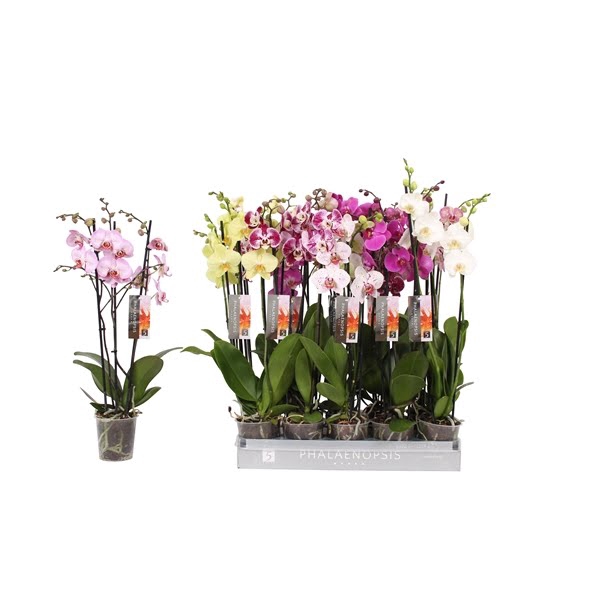 <h4>Phalaenopsis 7 color mix, 3-spike 22+</h4>