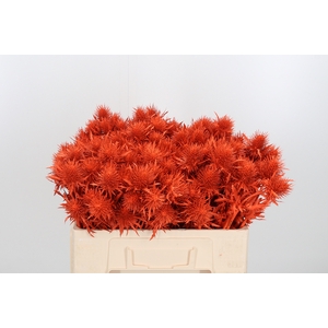 Eryn Supernova Kl Bh Oranje